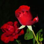 Een bos rozen is een ideaal cadeau voor familie of vrienden